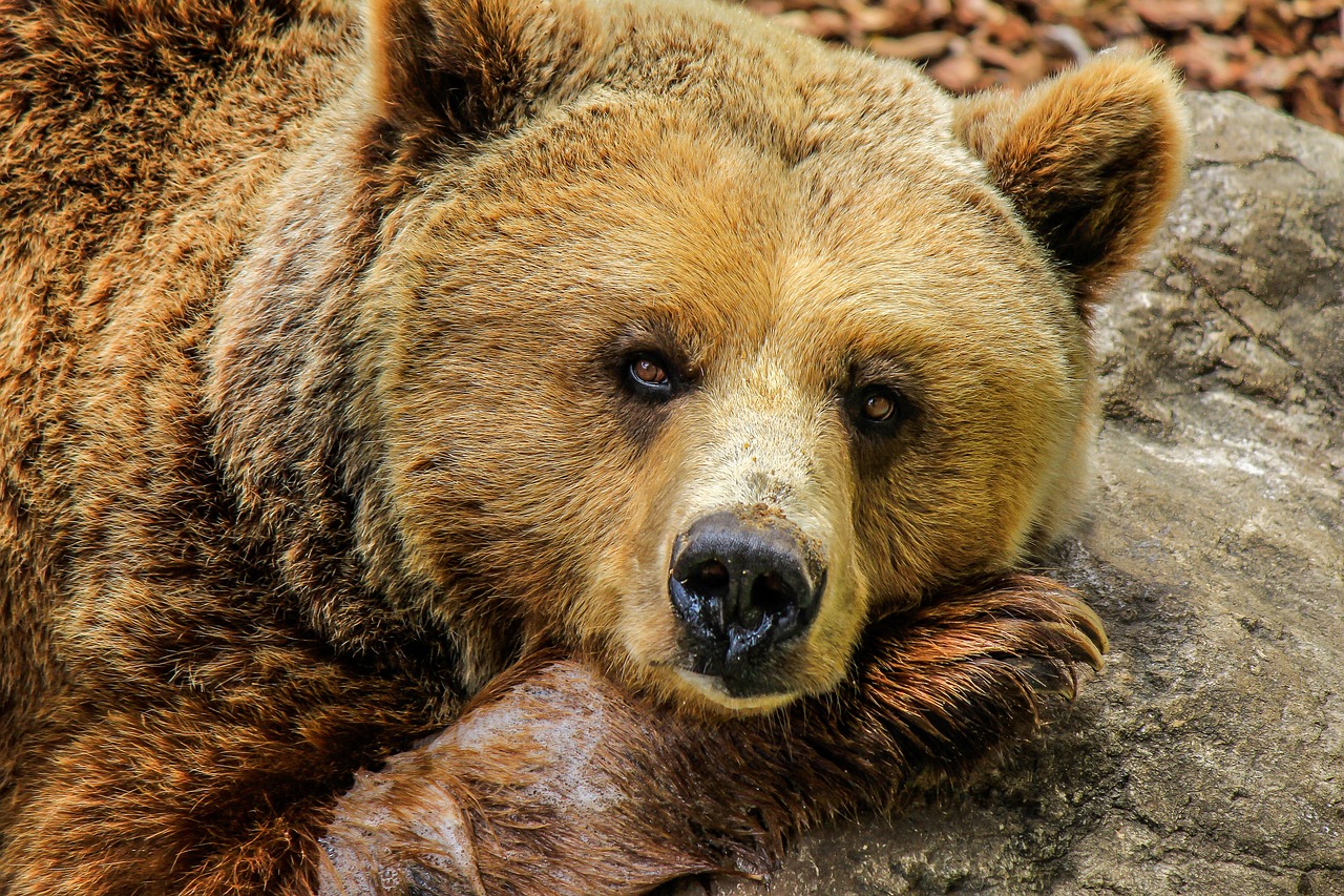 A grizzly bear stares into the camera. The Bear Season 2 is a love letter to customer experience.