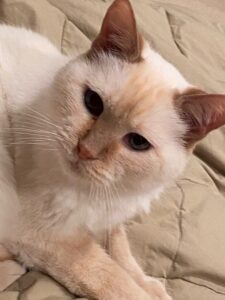 Dan's cat, Powder (RIP). Customer experience for veterinarians is critical because there are two customers - the human and the pet.