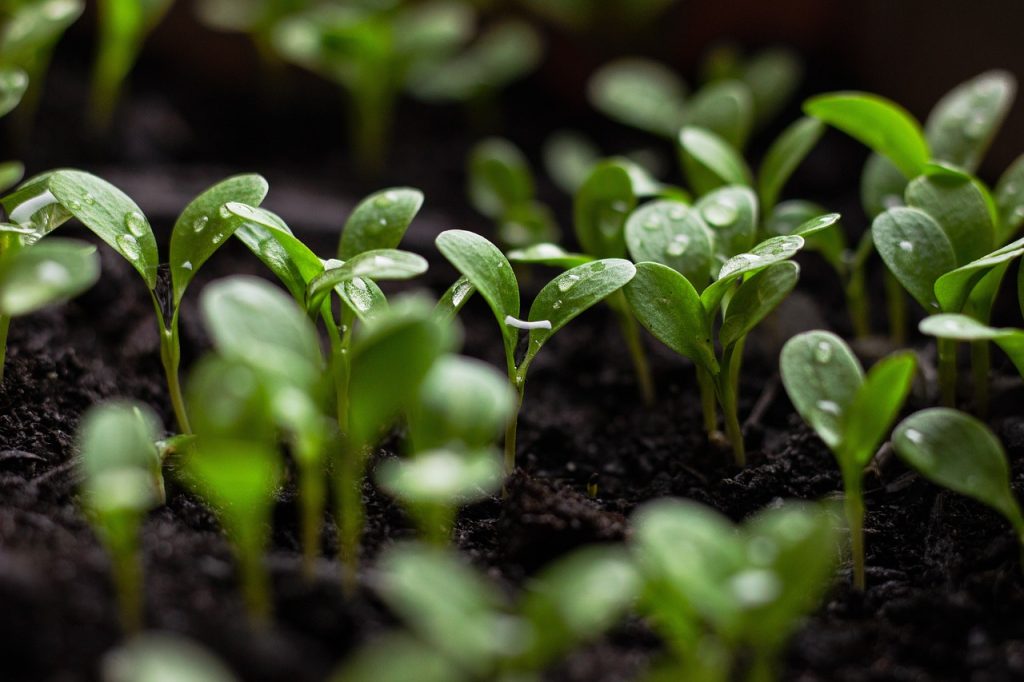Small green leaves emerge from seedlings planted in soil.